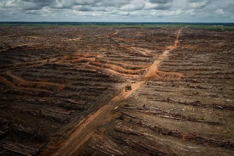 deforestation caused by palm oil production