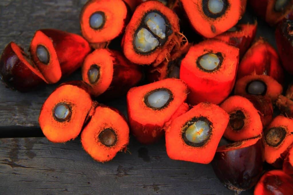 palm oil fruit