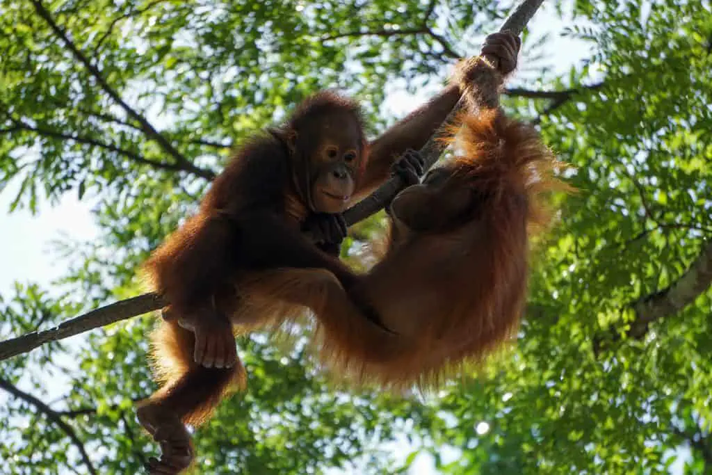 orangutans in a tree