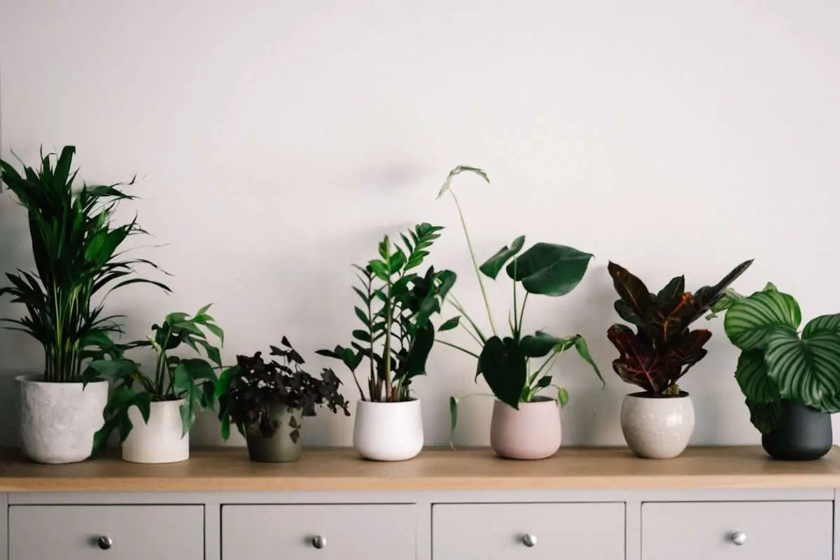 21 Indoor Non-toxic Houseplants that are safe for your kids and pets