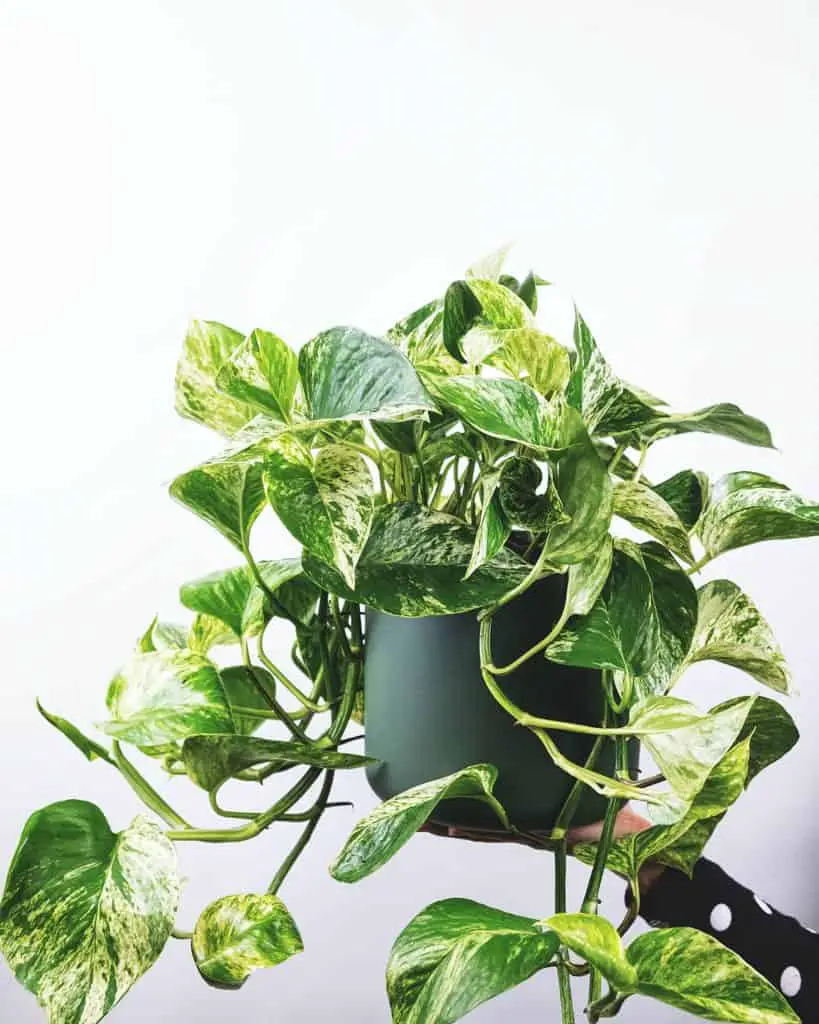 non toxic house plants