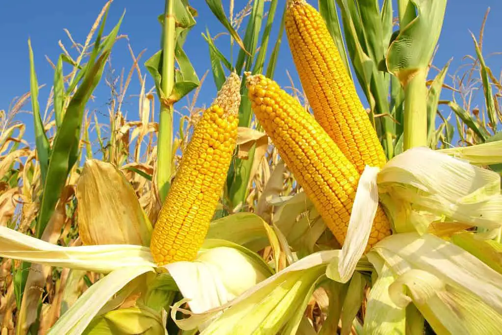 bioplastic made from corn