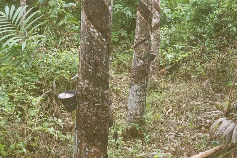 rubber latex tree
